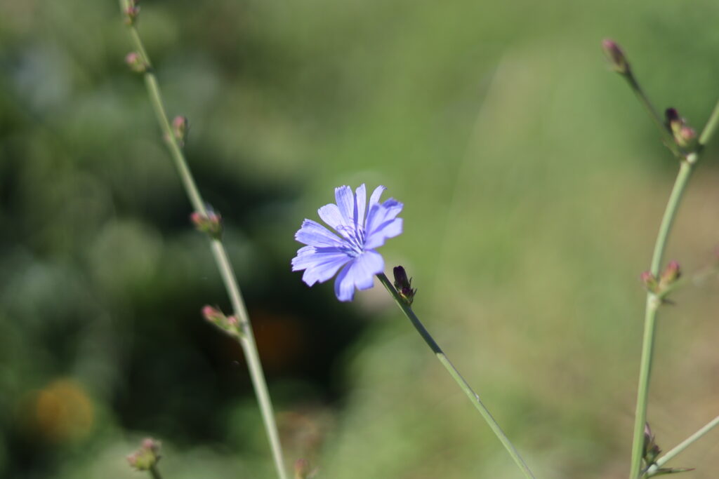 Plavi cvet. Cvet