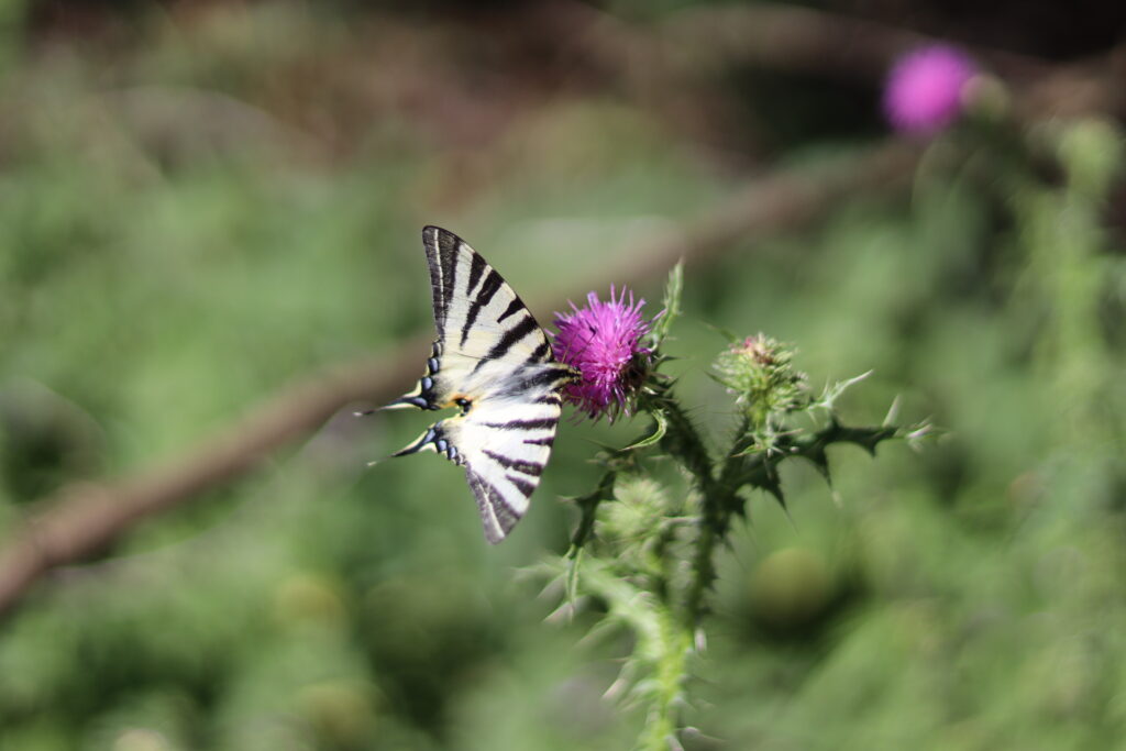 Leptir, Butterfly